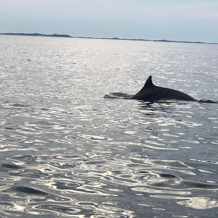 Le Dauphin - 3 - 8 Personnes - Proximite