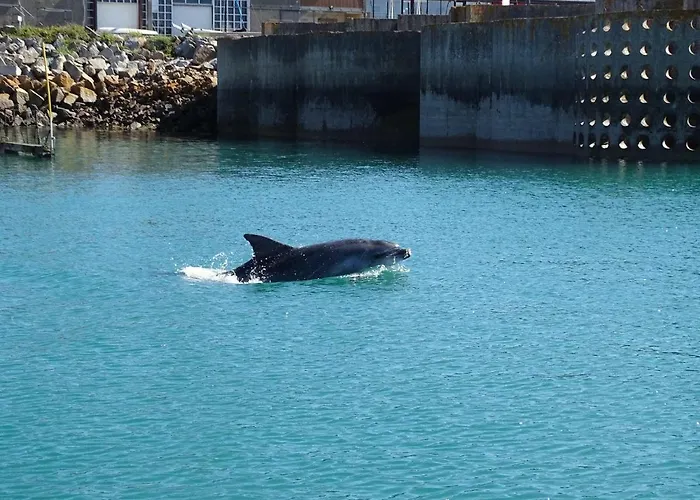 Le Dauphin - 3 - 8 Personnes - Proximite *